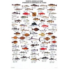 Nordamerikanske Fisk (A)